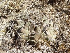 Gymnocalycium marsoneri ssp. matoense 2.JPG