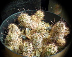 Mammillaria thornberi ssp. yaquensis 74.JPG