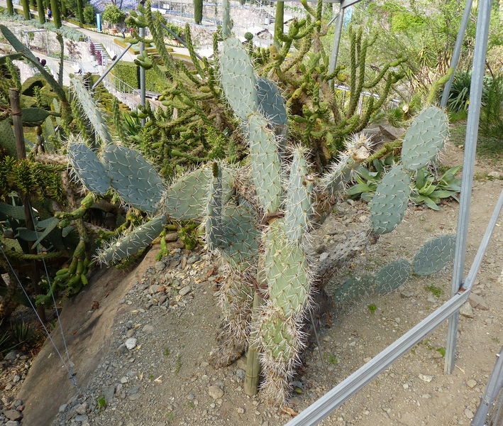 Файл:Opuntia robusta 37.jpg