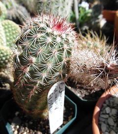 Echinocereus sciurus ssp. floresii.JPG