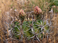 Eriocyse curvispina ssp. armata 2.jpg