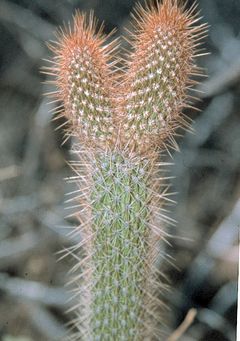 Facheiroa squamosa (Gürke) P.J.Braun & Esteves.jpg
