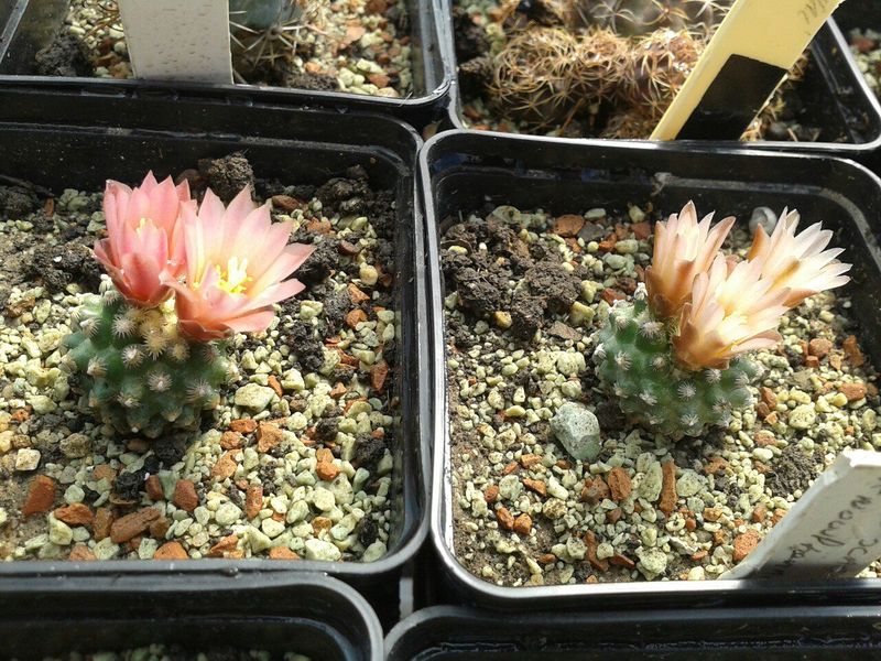 Файл:Pediocactus knowltonii 2.jpg