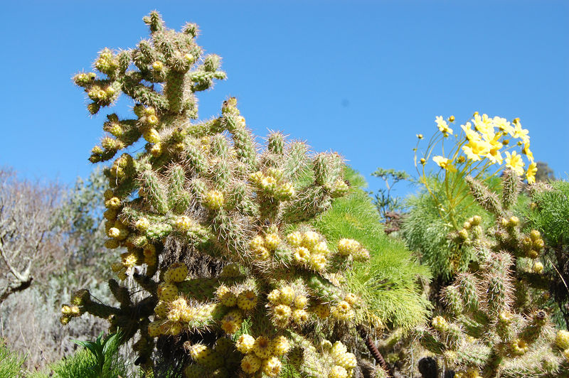 Файл:Cylindropuntia prolifera 1h.jpg