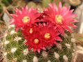 Parodia laui 1.jpg