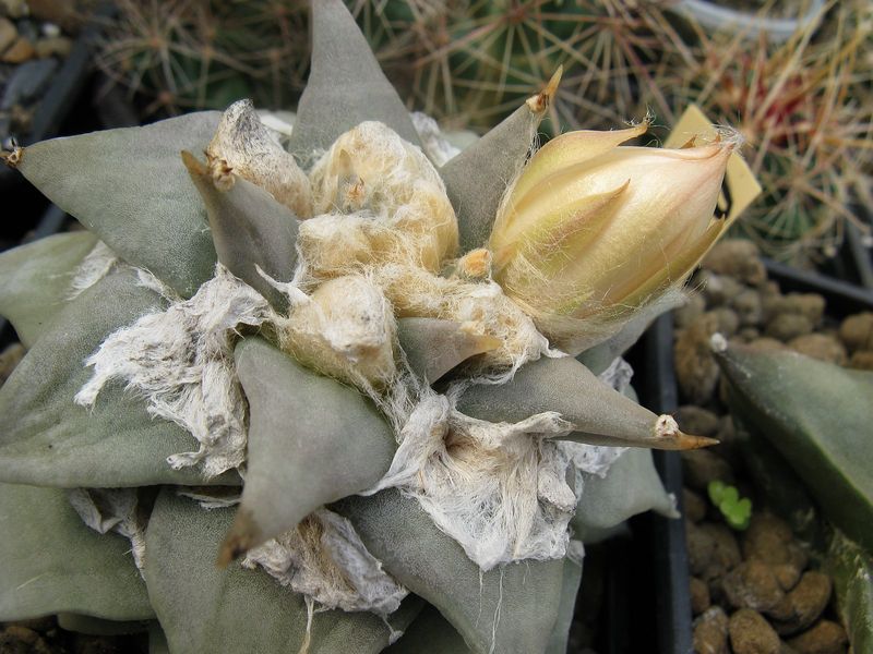 Файл:Ariocarpus furfuraceus 3.jpg
