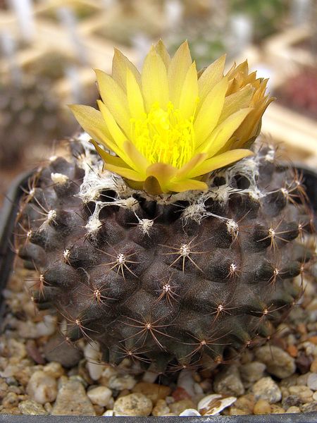 Файл:Copiapoa humilis ssp. tenuissima.jpg
