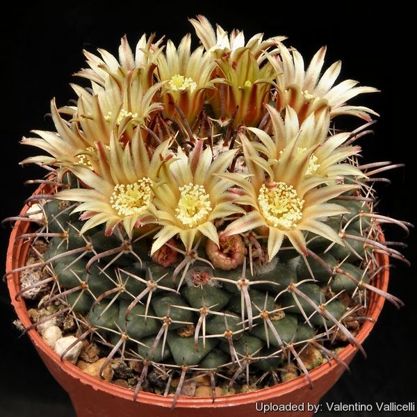 Файл:Mammillaria uncinata 5055.jpg