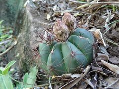 Parodia oxycostata ssp. oxycostata 1.JPG