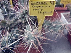 Corynopuntia emoryi.jpg