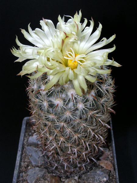 Файл:Coryphantha compacta 2.JPG