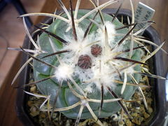 Coryphantha poselgeriana kalina.jpg