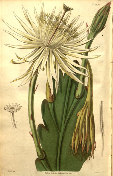 Файл:Epiphyllum phyllanthus.jpeg
