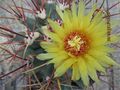 Ferocactus emoryi ssp. emoryi 8.jpg