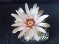 Gymnocalycium poeschlii 975.jpg