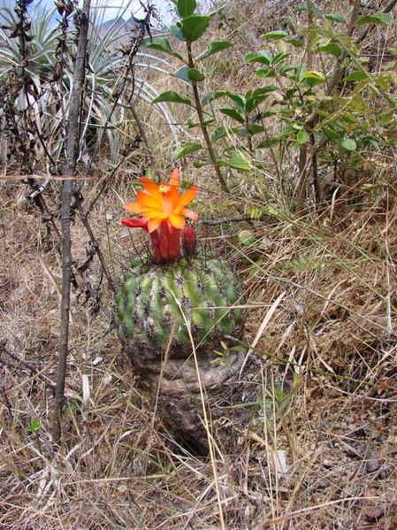 Файл:Matucana peru 22.jpg