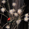 Peniocereus striatus.jpeg