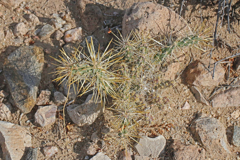 Файл:Corynopuntia emoryi 1h.jpg