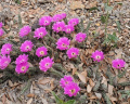Echinocereus pentalophus ssp. procumbens 10.jpg