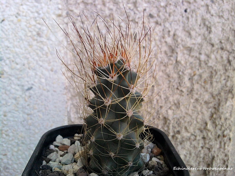 Файл:Echinocereus toroweapensis.jpg
