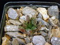 Ariocarpus bravoanus ssp. hintonii 3.JPG