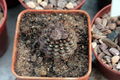 Frailea mammifera ssp. angelesiae 01.jpg
