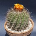 Parodia maassii 921.jpg