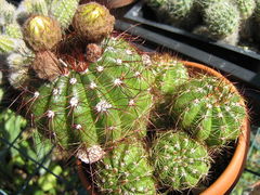 Parodia ottonis ssp. ottonis.JPG