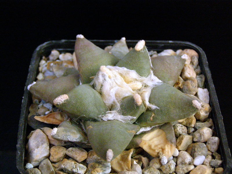 Файл:Ariocarpus retusus var. retusus form B.JPG
