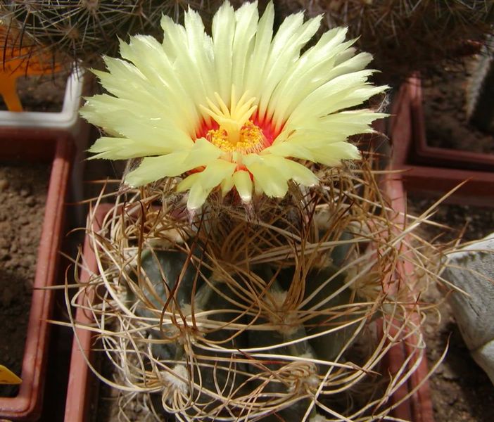 Файл:Astrophytum senile var.aureum - Г.jpg