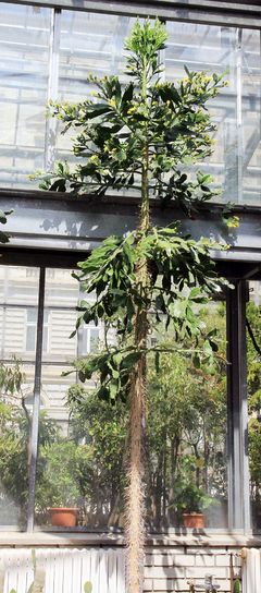Brasiliopuntia brasiliensis Prague 2014 1.jpg