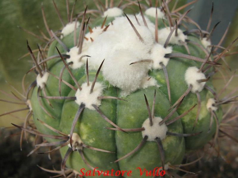 Файл:Echinocactus horizonthalonius 5.jpg