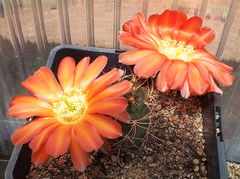 Echinopsis marsoneri.jpg