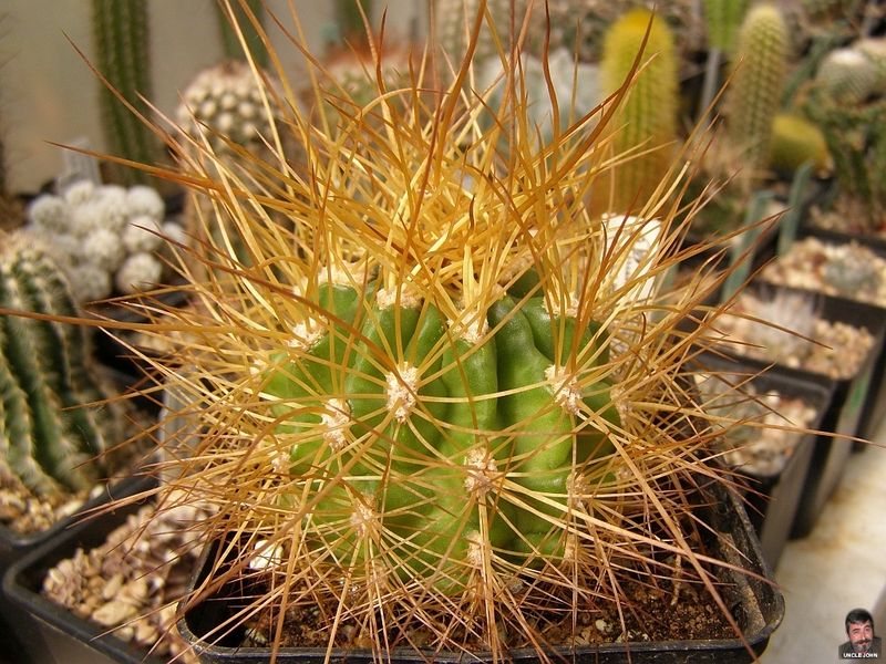 Файл:Echinopsis walteri.jpg