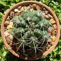 Gymnocalycium mostii var. valnicekianum 2.jpg