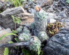 Coryphantha durangensis ssp. cuencamensis 01.jpeg