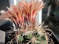 Coryphantha kraciki 4.jpg