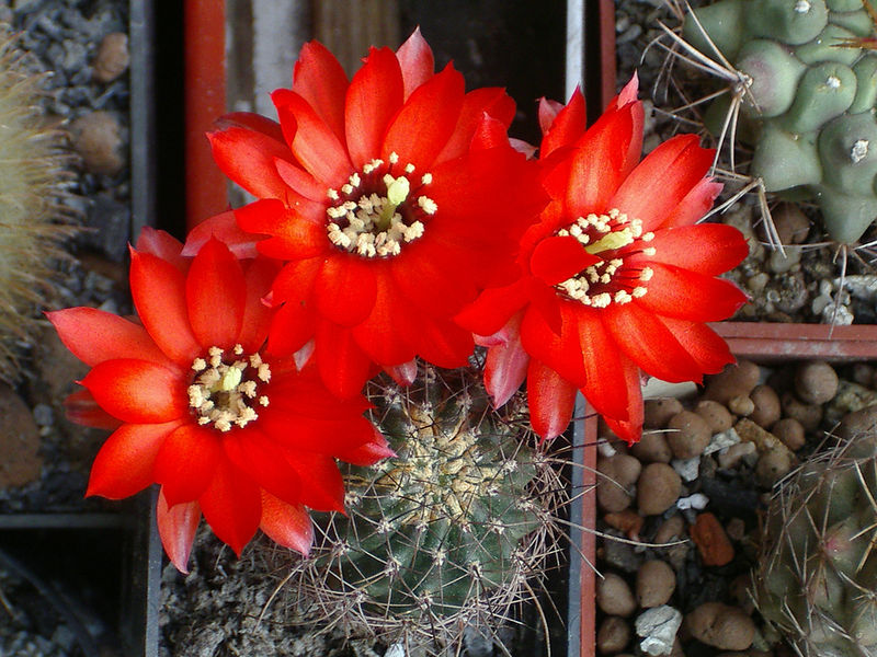 Файл:Echinopsis saltensis ssp. saltensis 2b.jpg