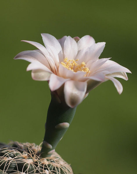 Файл:Gymnocalycium calochlorum 0.jpg
