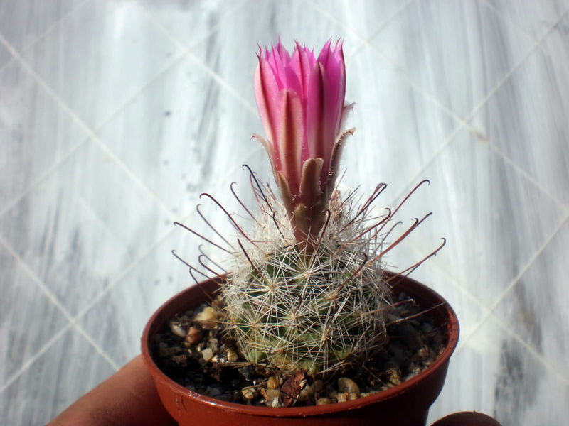 Файл:Mammillaria tetrancistra 1.jpg
