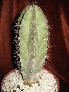 Polaskia chichipe 2.jpg