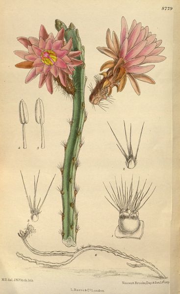 Файл:Weberocereus tunilla 144-8779.jpg
