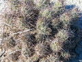 Coryphantha macromeris ssp. macromeris 01.jpg