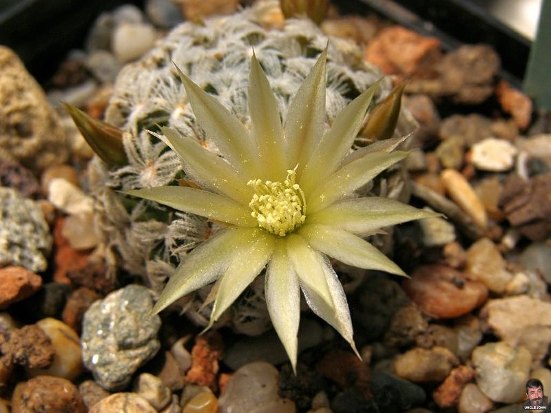 Файл:Mammillaria duwei1.jpg