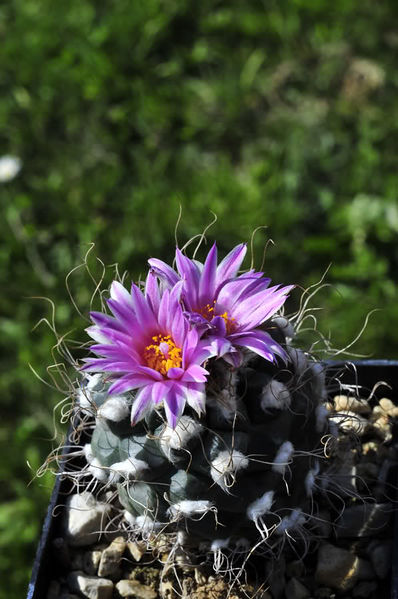 Файл:Turbinicarpus pseudomacrochele ssp. pseudomacrochele 5.jpg