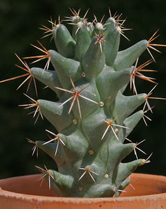Coryphantha octacantha var. clava 0.jpg