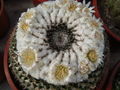 Mammillaria formosa ssp. chionocephala 1.jpg