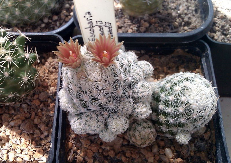 Файл:Escobaria sneedii ssp. sneedii-Exotica.jpg