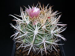 Ferocactus fordii ssp. fordii.JPG