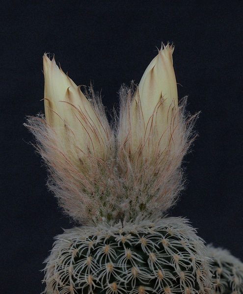 Файл:Frailea buenekeri ssp. densispina AH 54.jpg
